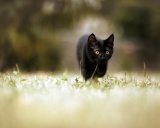 бомбейский котенок